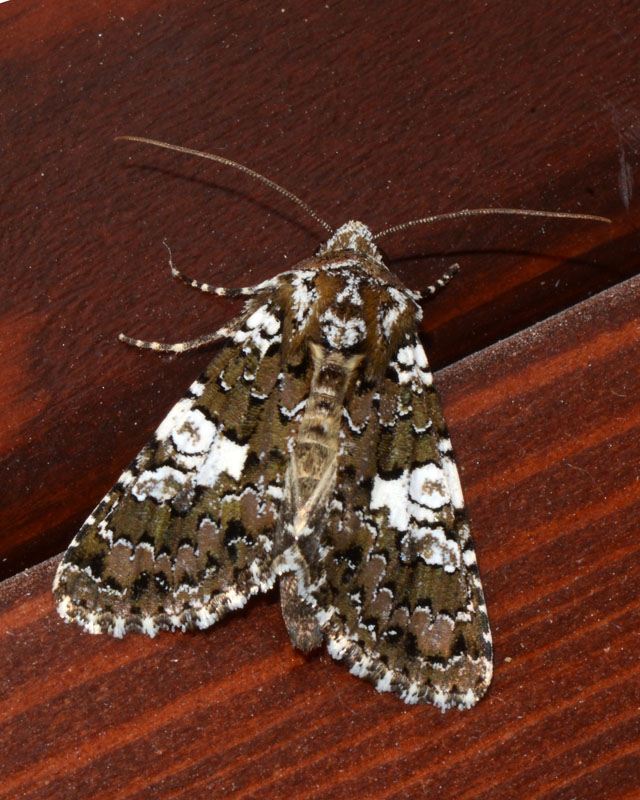 Noctuidae da determinare - Hadena (Hadena) albimacula